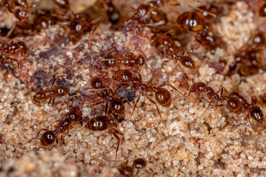 Adult Fire Ants